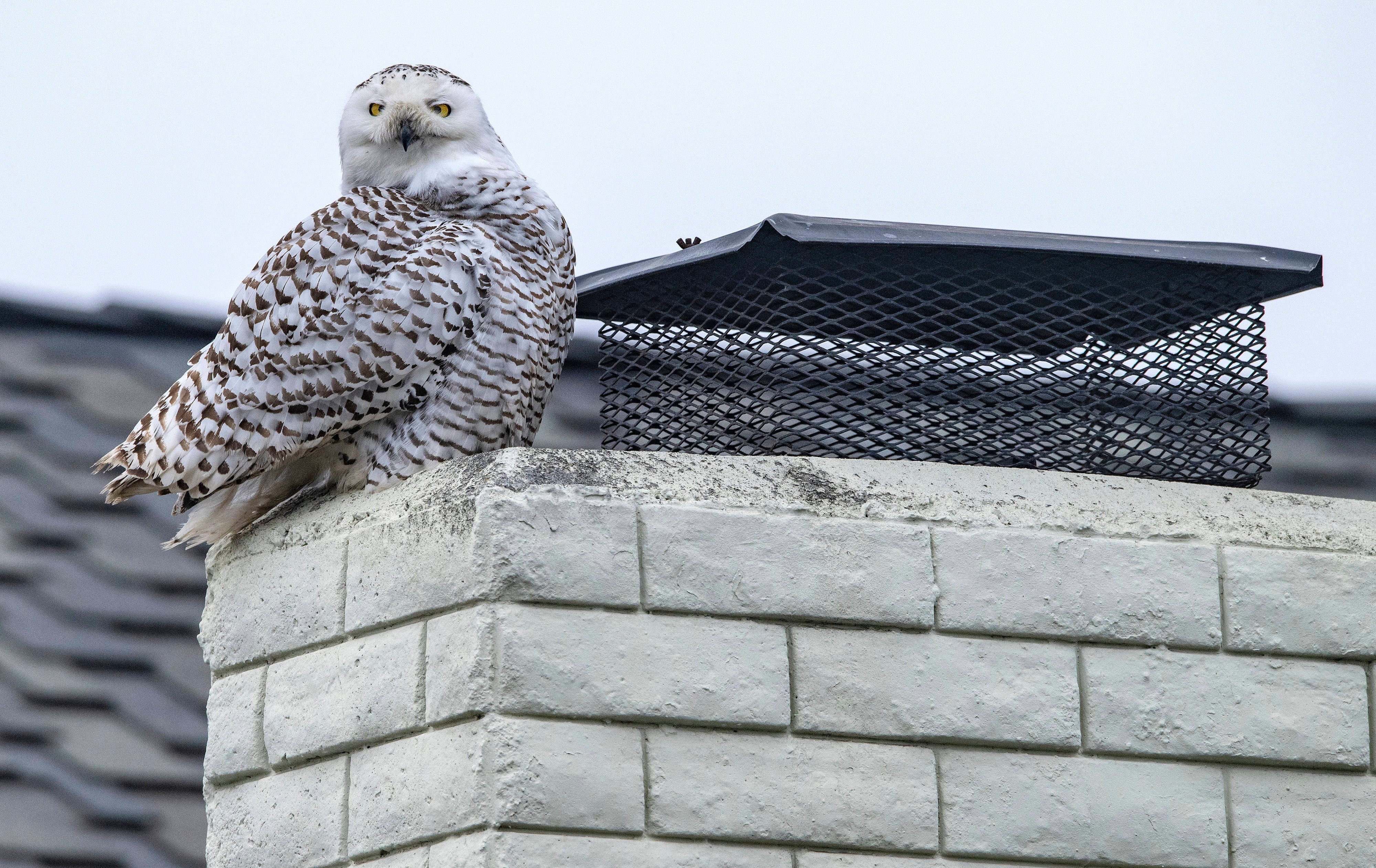 A snowy owl perches on the top of a chimney of a home in Cypress, California