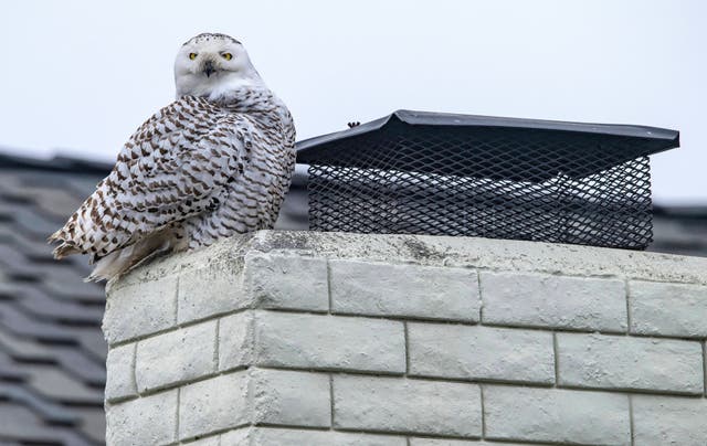<p>A snowy owl perches on the top of a chimney of a home in Cypress, California</p>