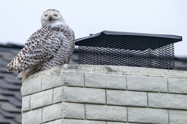 <p>A snowy owl perches on the top of a chimney of a home in Cypress, California</p>