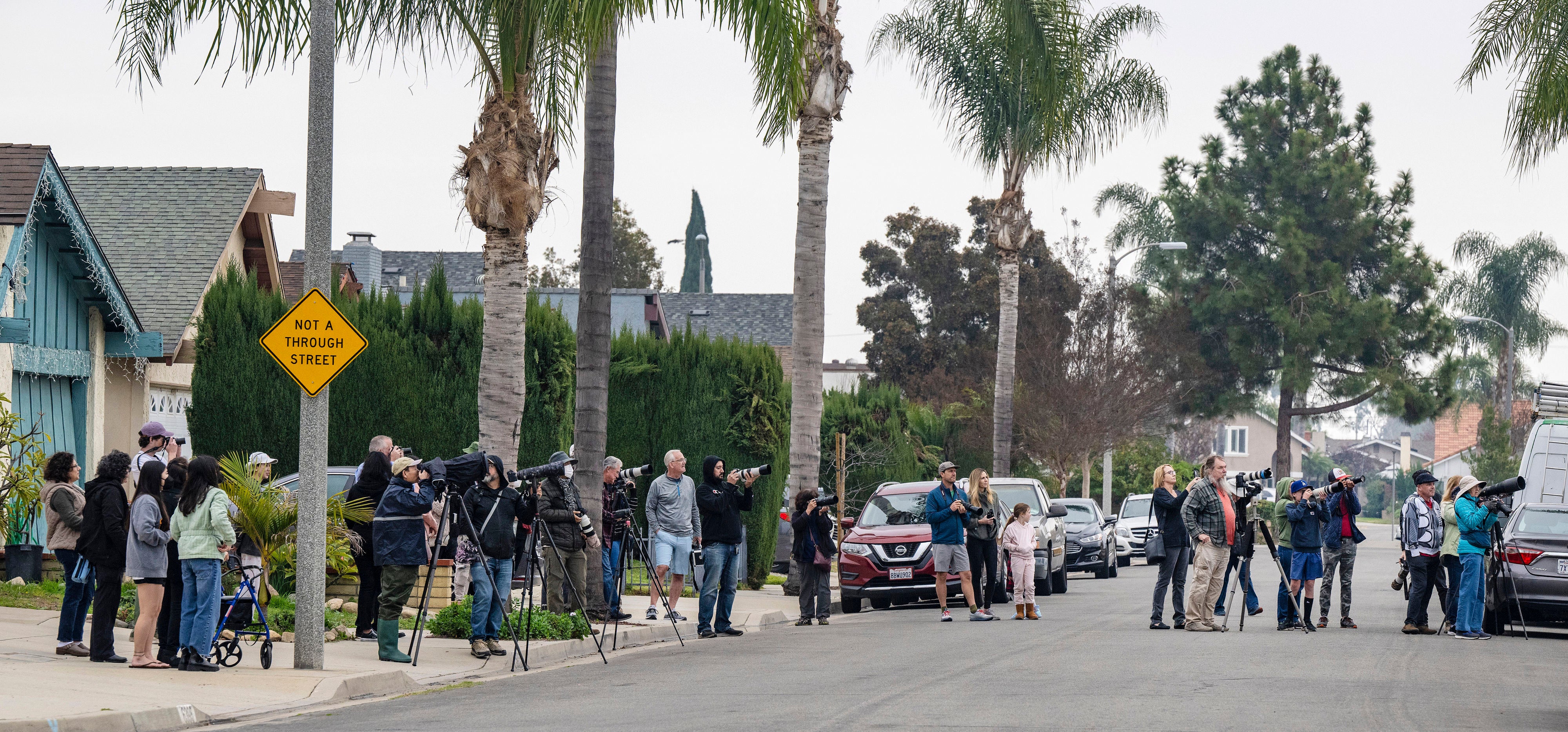 Bird watchers and photographers gather on a street in Cypress, California, to see a snowy owl as it perches on the top of a chimney of a home