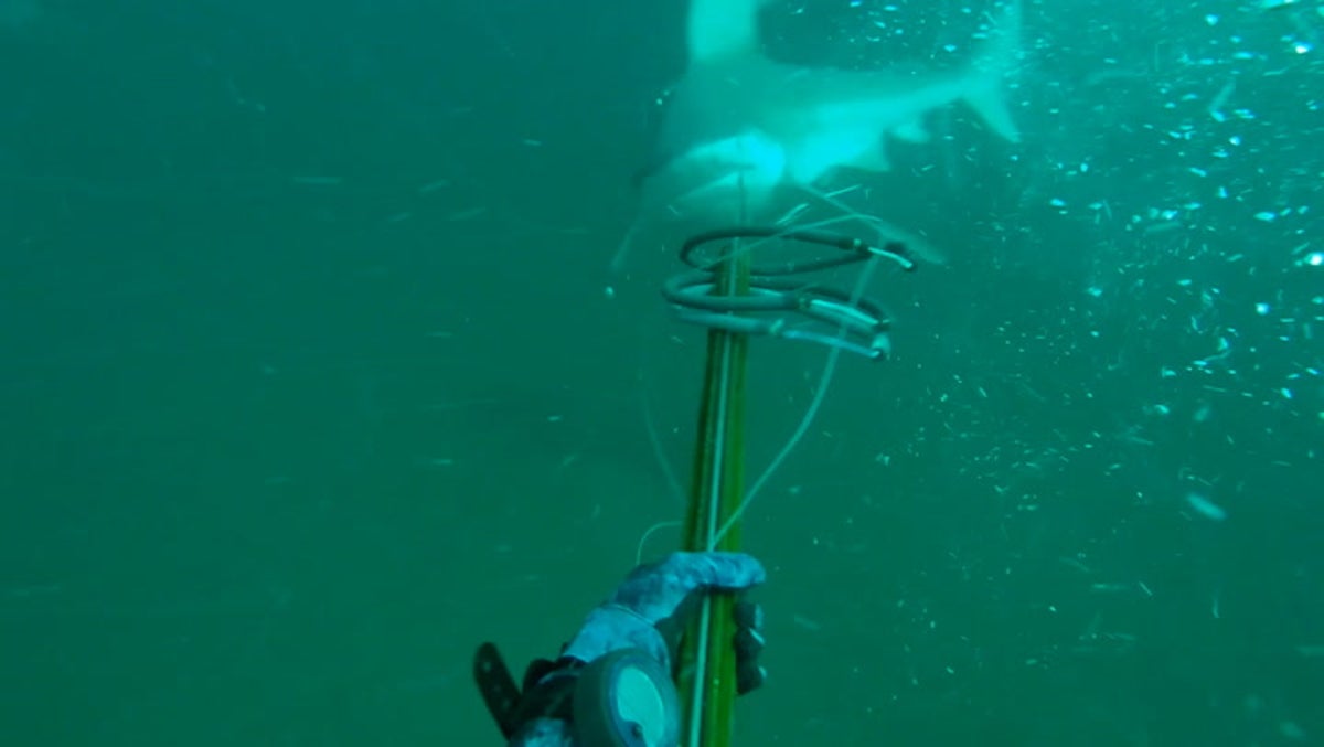 Of Stringers and Sharks -  - The World's Largest Spearfishing  Diving Boating Social Media Forum