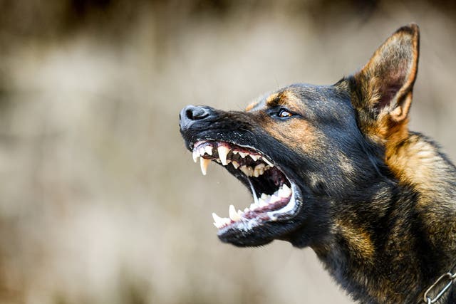 <p>Police are hunting for the owner of a German Shepherd dog (not pictured) after a seven-year-old boy and two men were mauled </p>