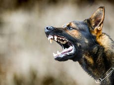 Hunt for German Shepherd owner after boy and two men mauled by ‘aggressive’ dog