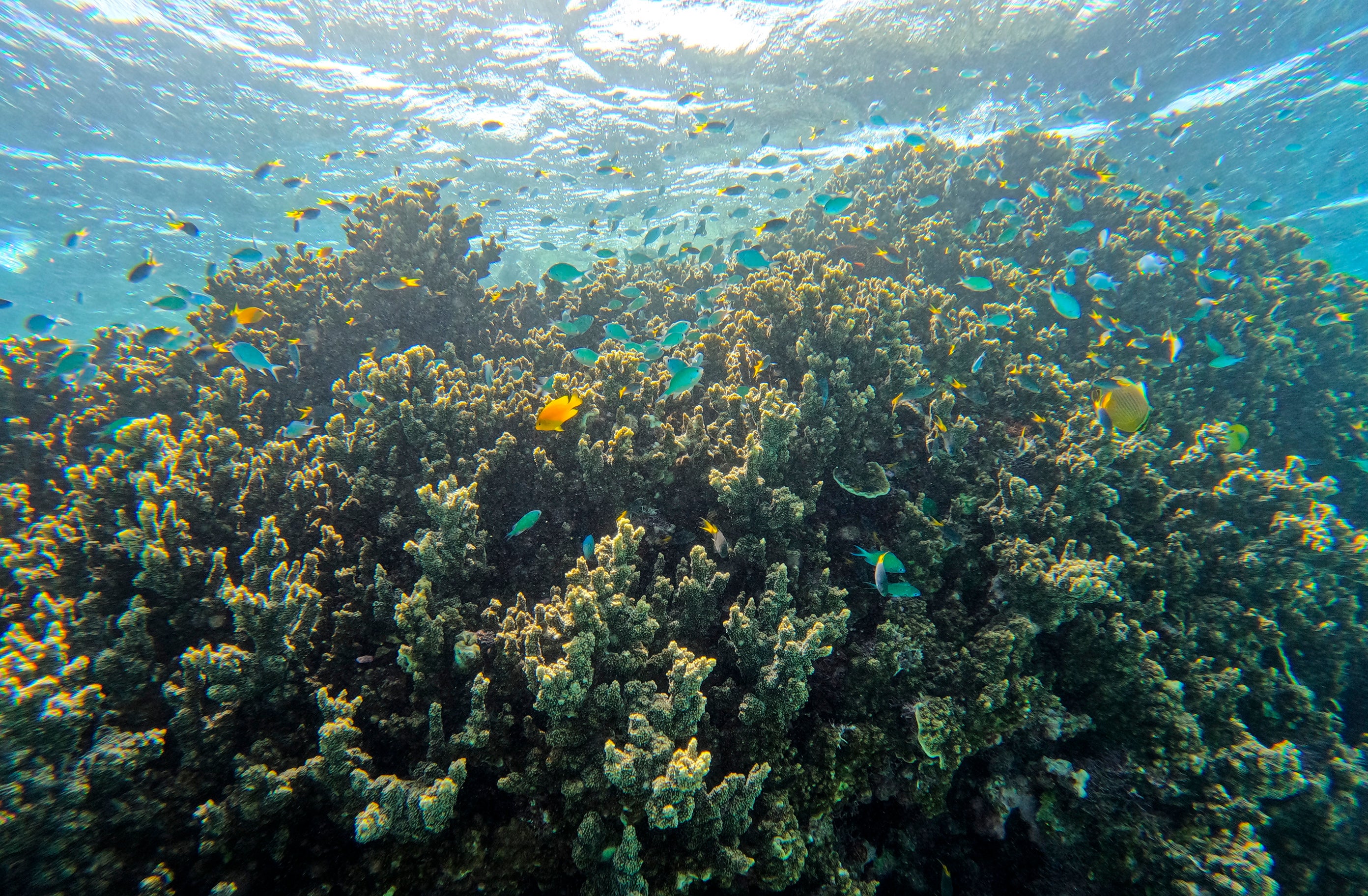 A school of fish swim over a coral along the Great Barrier Reef