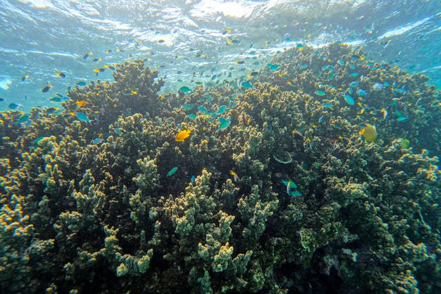 <p>A school of fish swim over a coral along the Great Barrier Reef</p>