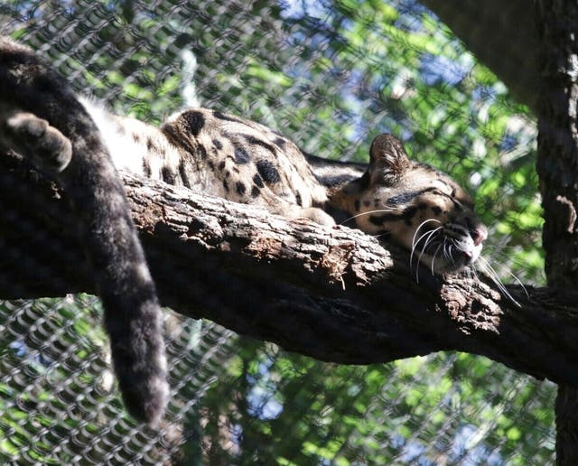 Dallas Zoo Missing Leopard