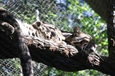 After Dallas Zoo leopard escape, cut found in monkey habitat
