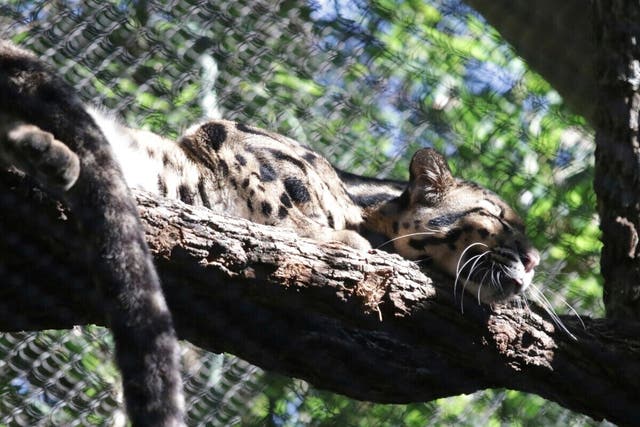 Dallas Zoo Missing Leopard