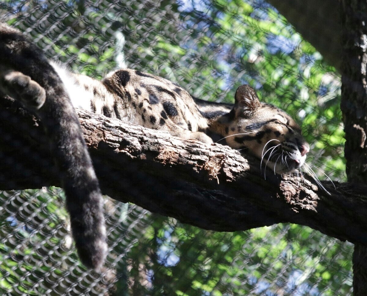 After Dallas Zoo leopard escape, cut found in monkey habitat