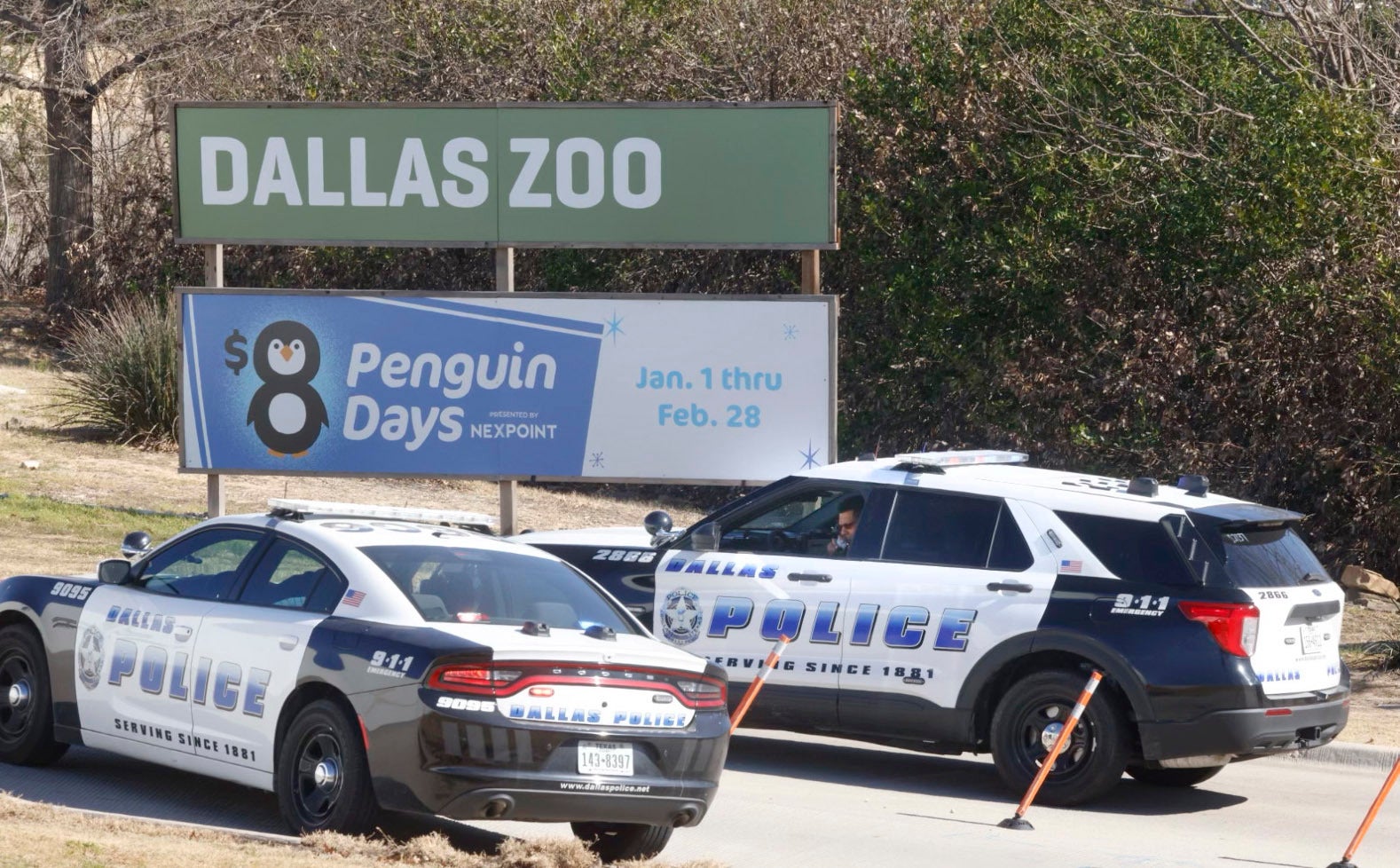 Dallas Zoo Missing Leopard
