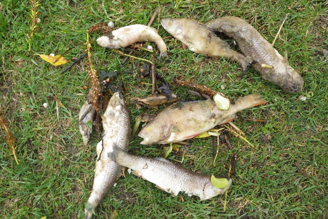 Undated handout photo issued by the Environment Agency of dead fish, caused after raw sewage was dumped into the River Great Ouse at Brackley in Northamptonshire. A water company has been fined more than half a million pounds after it failed to stop raw sewage being discharged into a river for 23 hours killing 5,000 fish, the Environment Agency said. Anglian Water pleaded guilty to a breach of permit and was ordered to pay a fine of �510,000, costs of �50,000 and a victim surcharge of �170 at Peterborough Magistrates’ Court on Thursday, the non-departmental public body added. It said some six million litres of raw sewage – the equivalent of more than two Olympic swimming pools – was discharged into the River Great Ouse at Brackley, Northamptonshire. Issue date: Friday January 13, 2023.