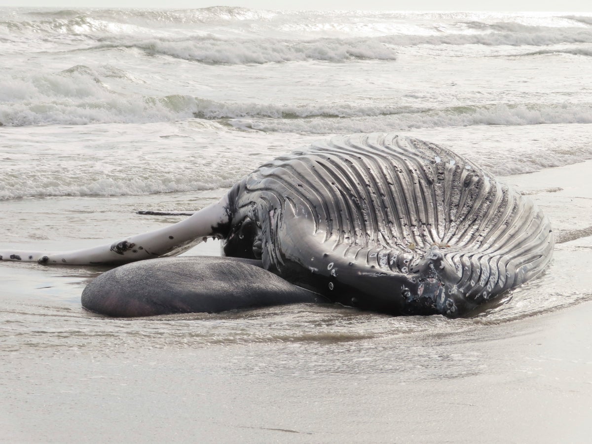 Pause sought in wind farm ocean prep after 7th dead whale