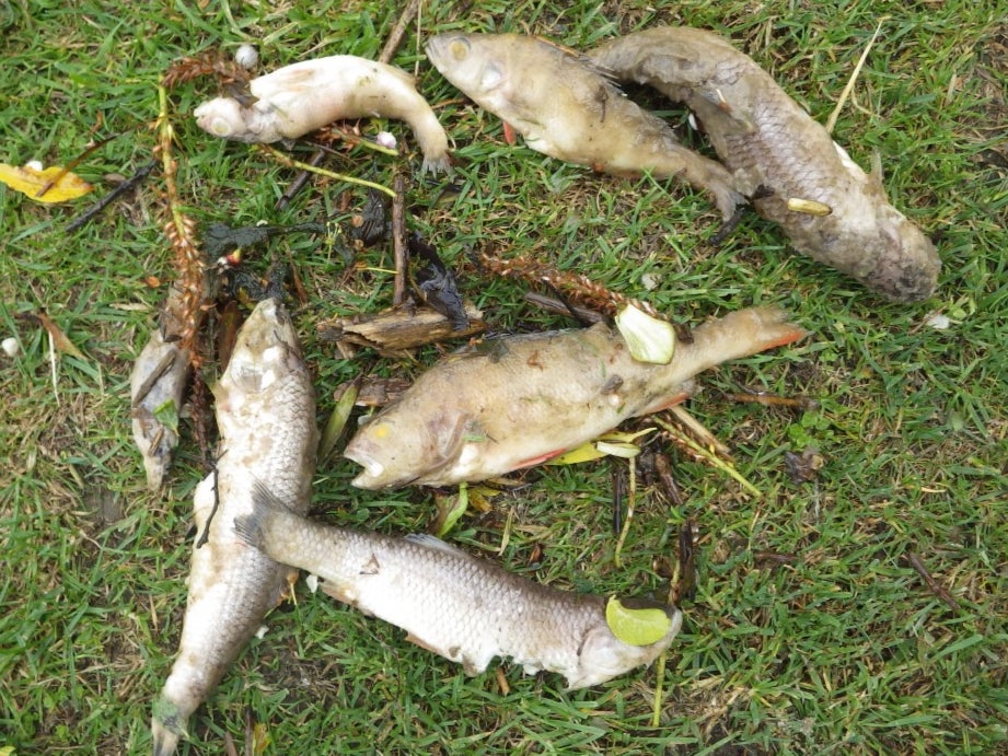 Thousands of fish were killed