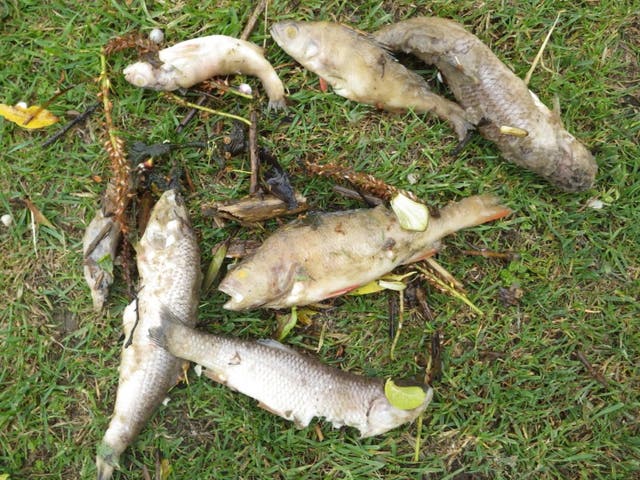 <p>Thousands of fish were killed</p>