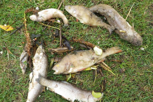 <p>Thousands of fish were killed</p>