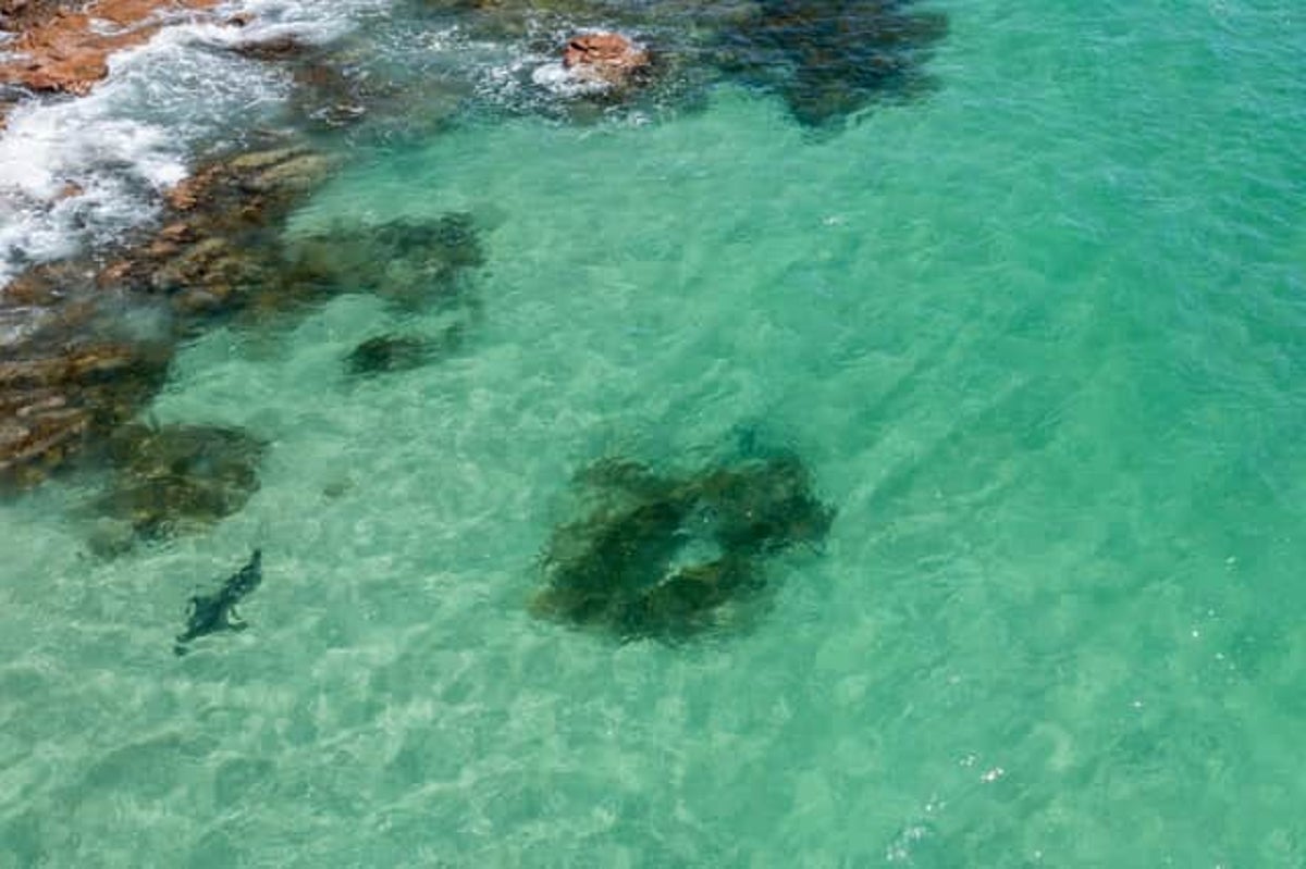 İngiliz baba, drone ile büyük beyaz köpekbalığı gördükten sonra Avustralyalı sahil sakinlerini uyardı