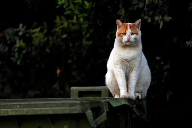 <p>Representational: Cats found wandering in the streets of  Hornsby Shire are reportedly at a threat of getting killed </p>