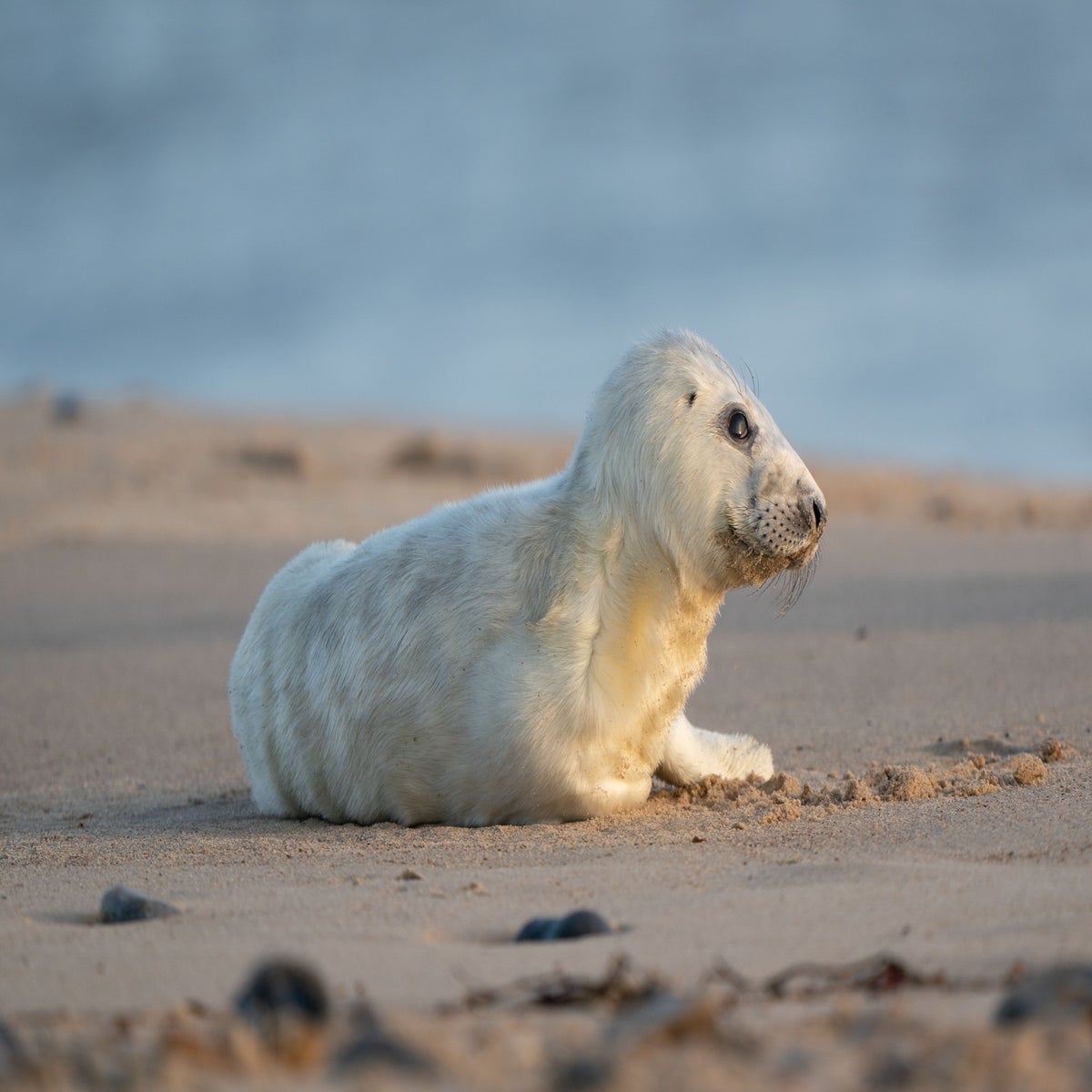 Baby seals spotted in record numbers on Norfolk coast, Norfolk