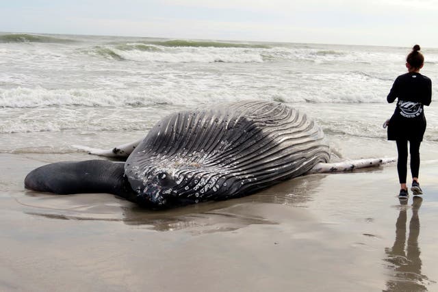 APTOPIX Offshore Wind-Dead Whales