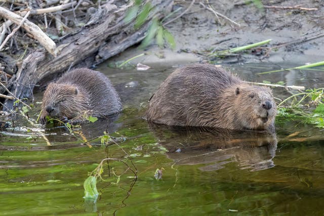 Beavers eating (Beaver Trust/PA)