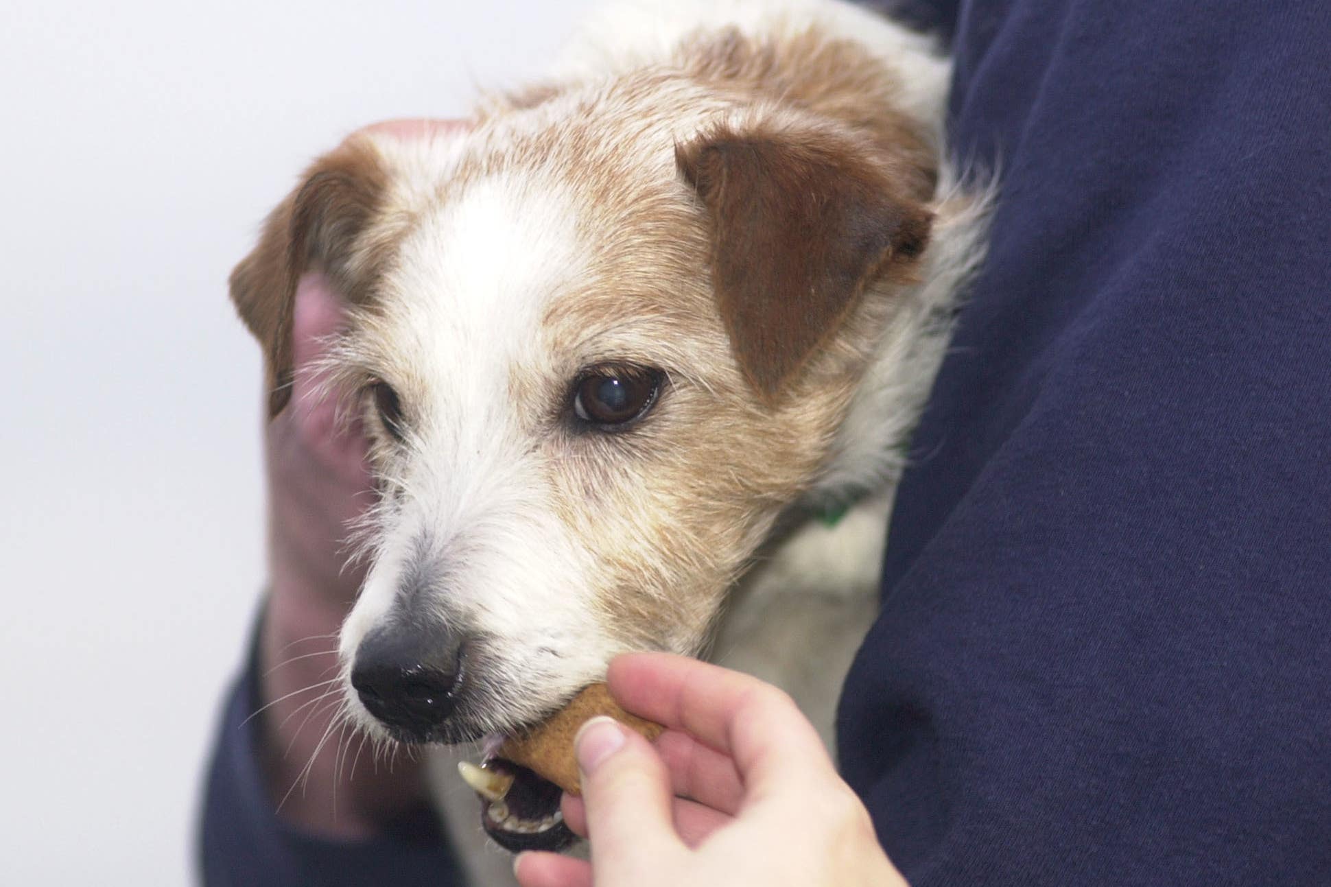 Toddlers more likely to help dogs get treats than toys (Johnny Green/PA)