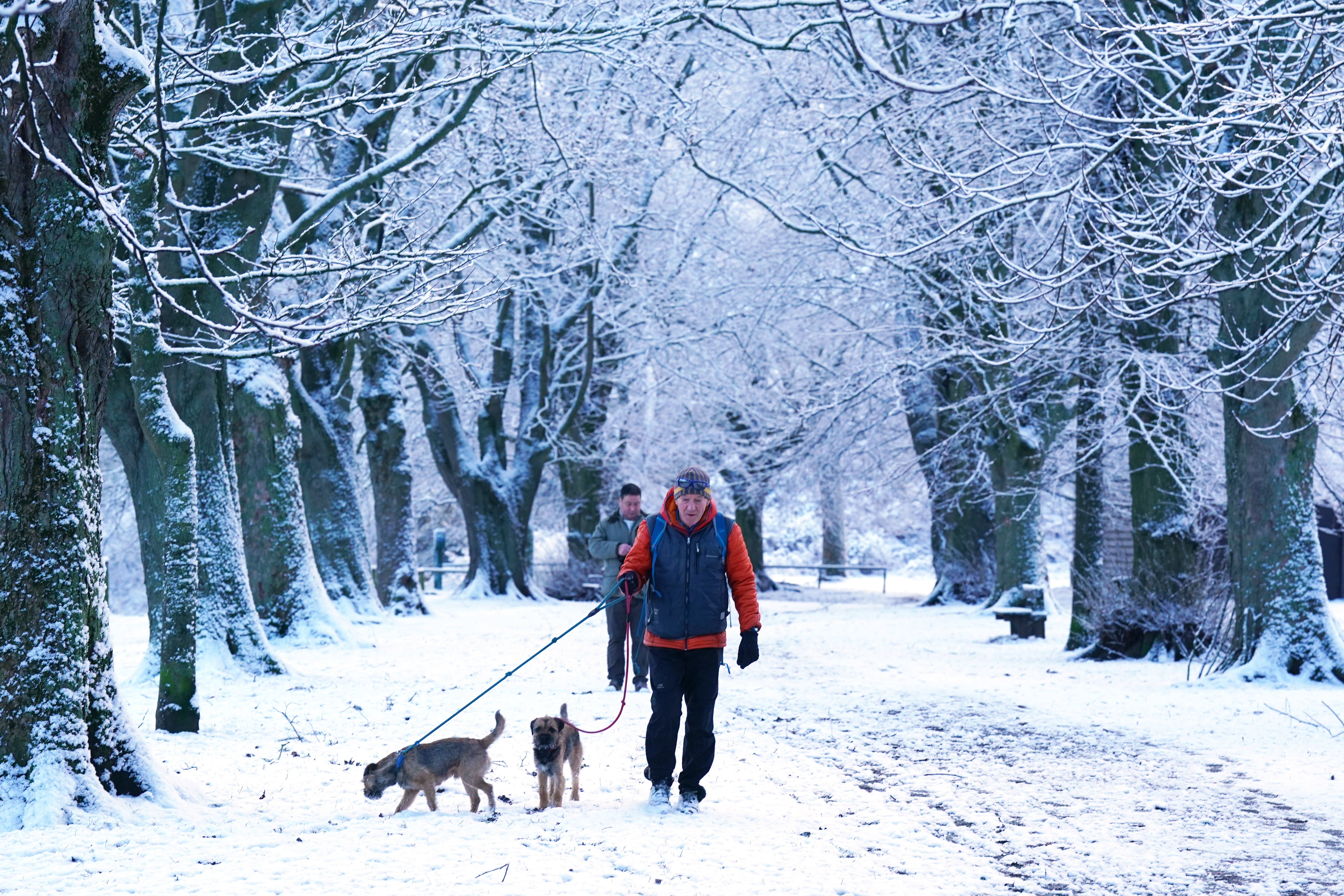 A man walks dogs in snowy conditions in a park in Hexham (Owen Humphreys/PA)