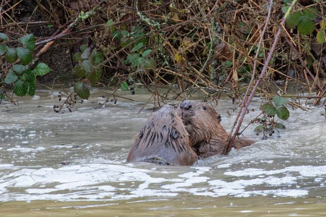 Two Eurasian beavers wrestling gently in a pond in a large woodland enclosure soon after release, Ewhurst Park, Hampshire (Nick Upton/Ewhurst/PA)