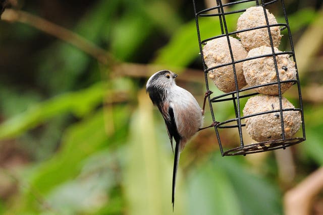 How often should I clean my bird feeder? (Tommy Holden/BTO/PA)