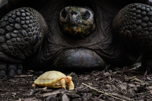 <p>A picture taken on June 3, 2022 shows a unique albinos Galapagos giant tortoise baby, born on May 1, next to its mother at the Tropicarium of Servion, western Switzerland</p>
