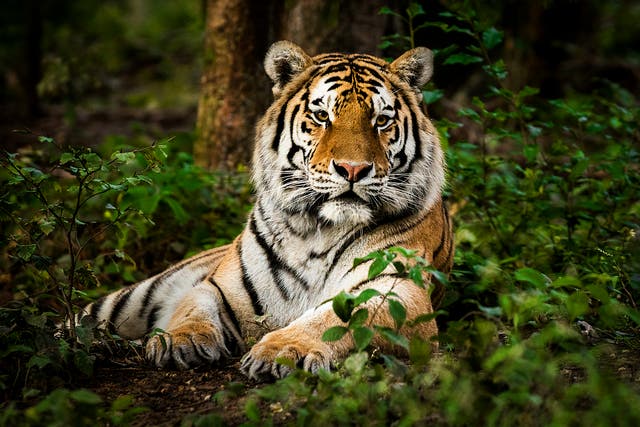 <p>Representational image: Bengal tiger numbers are on the up in India</p>