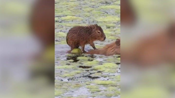 Baby capybara hitches ride on adults back to glide across pond Lifestyle Independent TV
