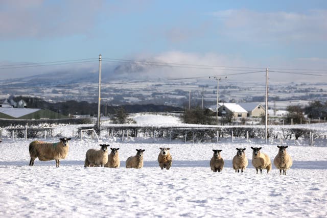 Sheep in a snowy field near Ballymena, County Antrim (Liam McBurney/PA)