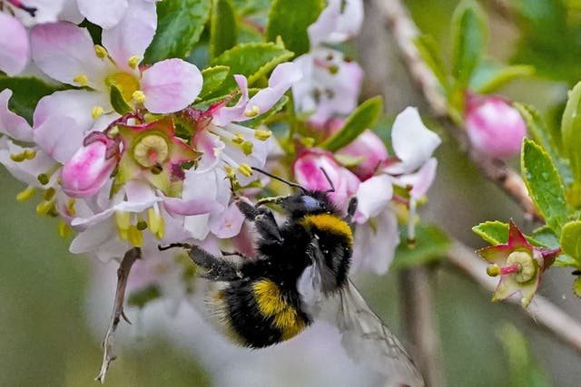 Insecticides work by disrupting an insect’s nervous system (Peter Byrne/PA)