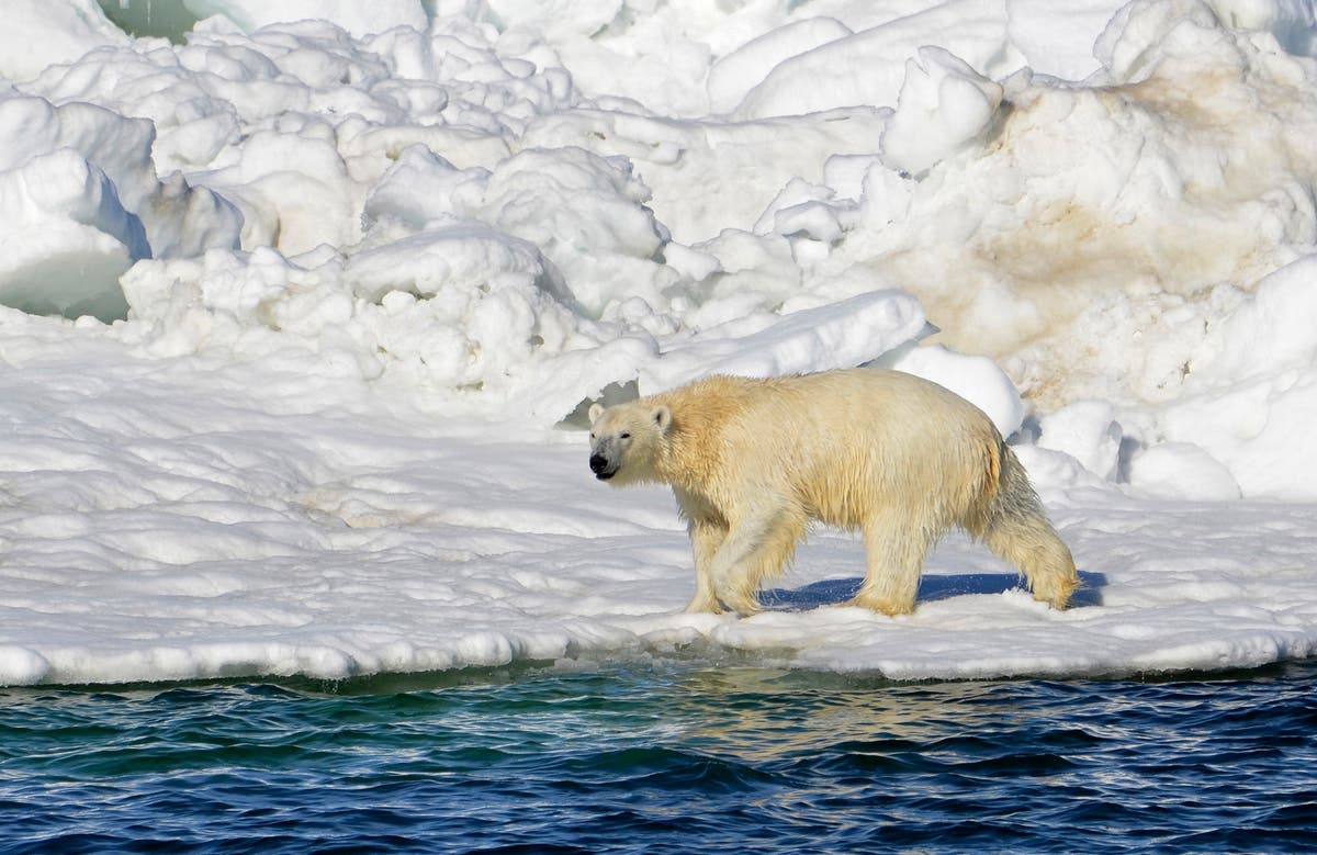Polar bear kills woman, boy in remote Alaska village
