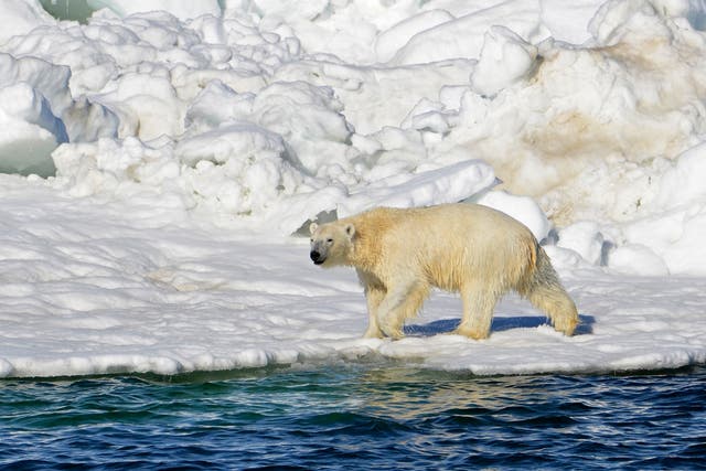 Alaska Fatal Polar Bear Attack