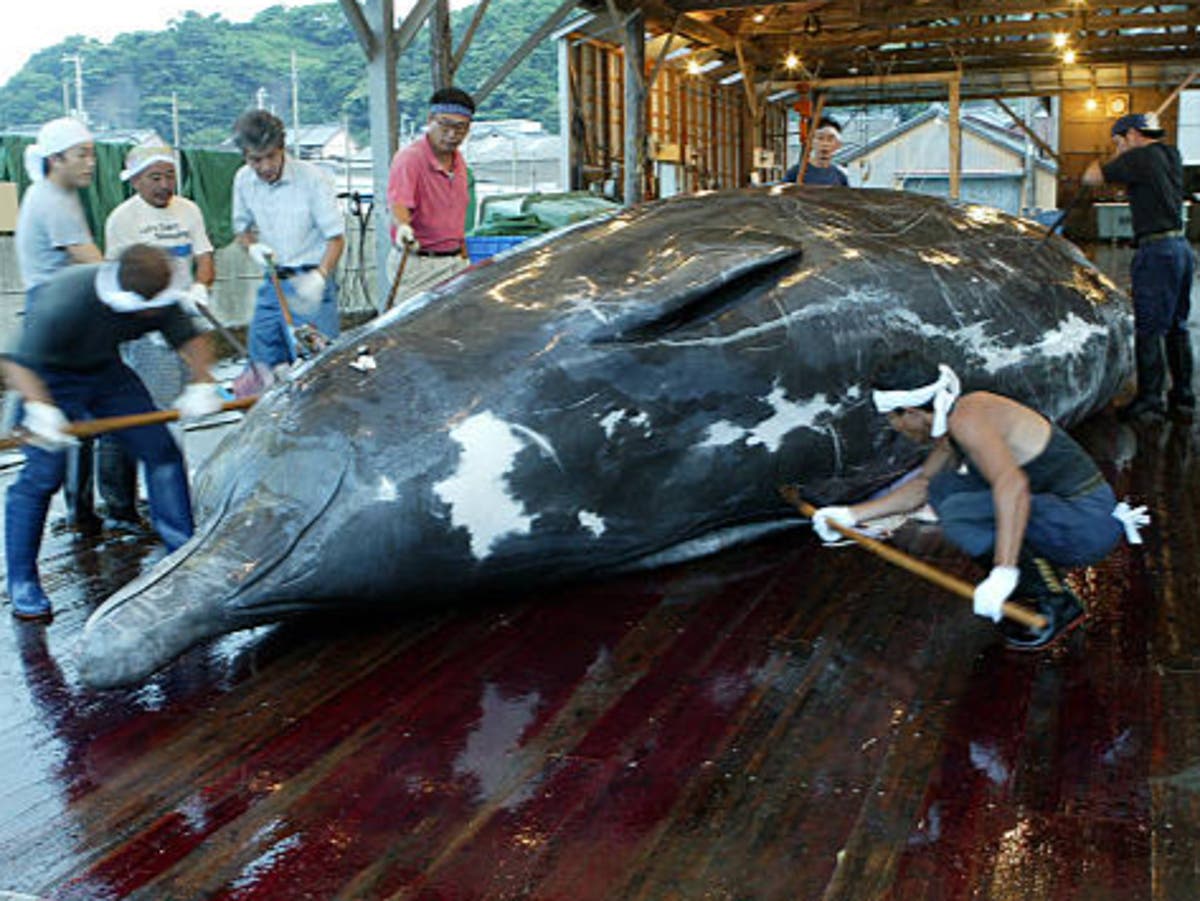 日本は自動販売機で鯨肉を売っている