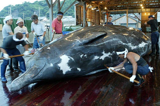 <p>Japanese whalers have continued hunting after the country withdrew from the global ban on whaling</p>