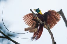 Red bird of paradise ‘under threat from poachers’