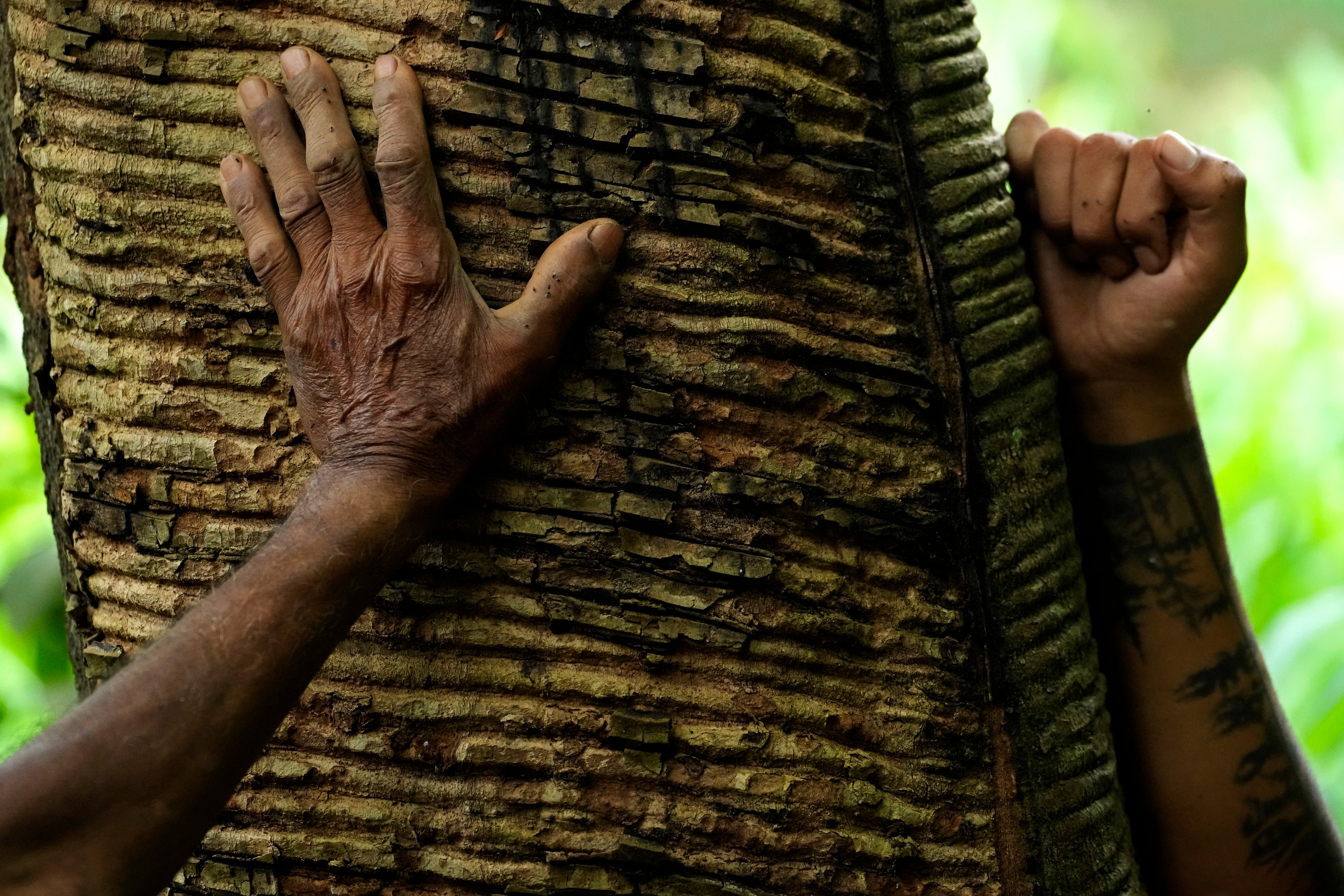 Amazon Rubber Sustainability