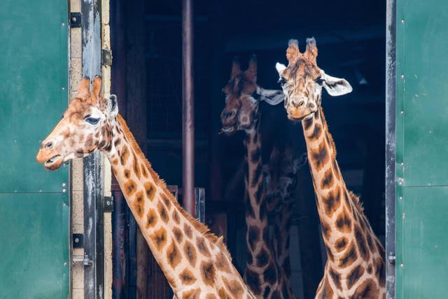 Two men ‘idiotically’ broke into a zoo and threw a bottle at a giraffe before posting a video to Snapchat (Andrew Duke/Alamy/PA)