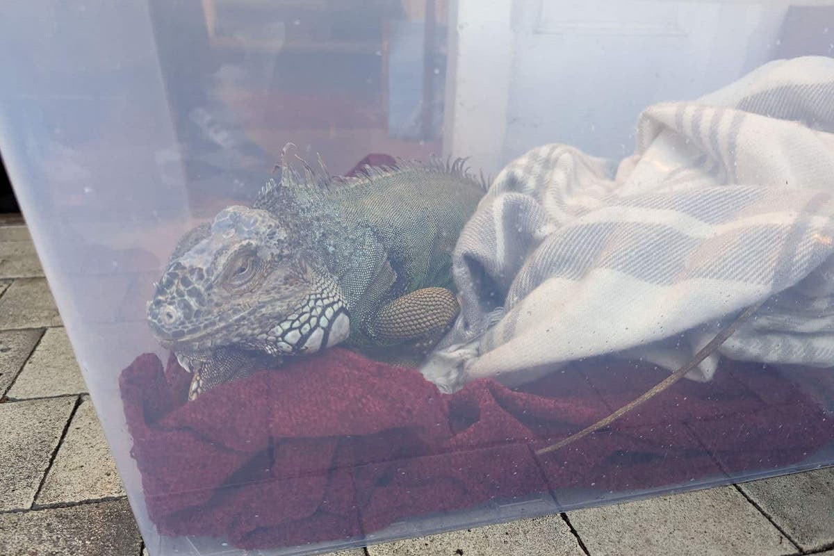 Iguana nicknamed Eddie Lizard found abandoned in a box on freezing day