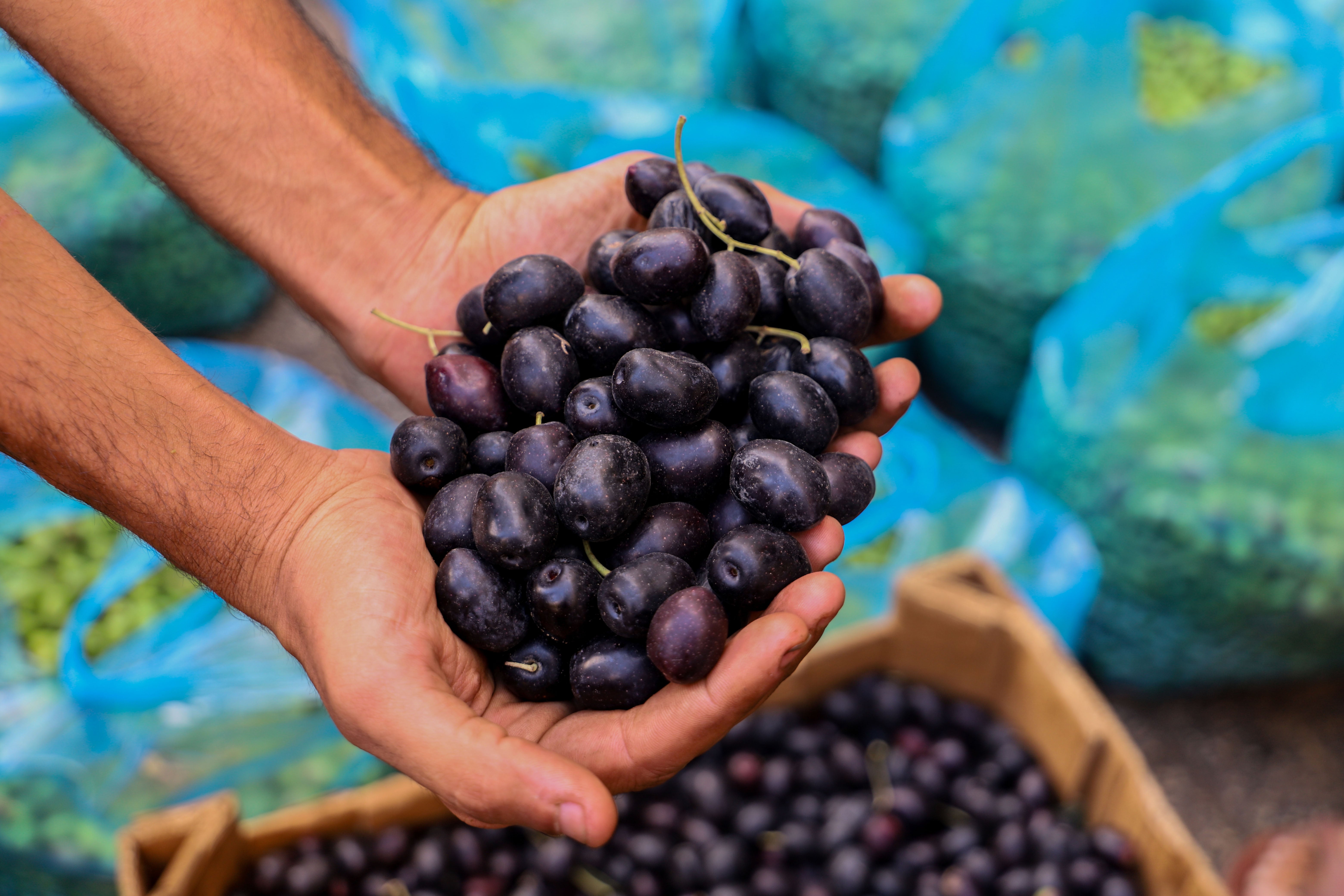 Olives are a major source of revenue for the Palestinian economy