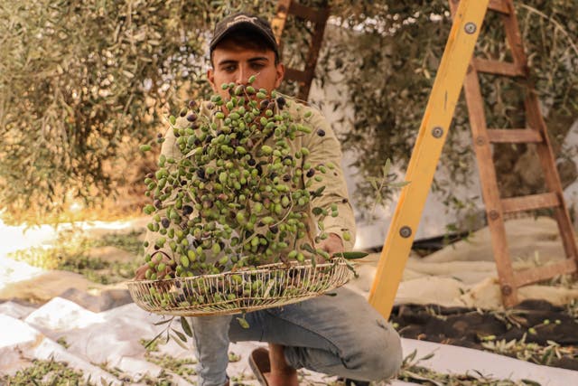 <p>The olive harvest in Gaza </p>