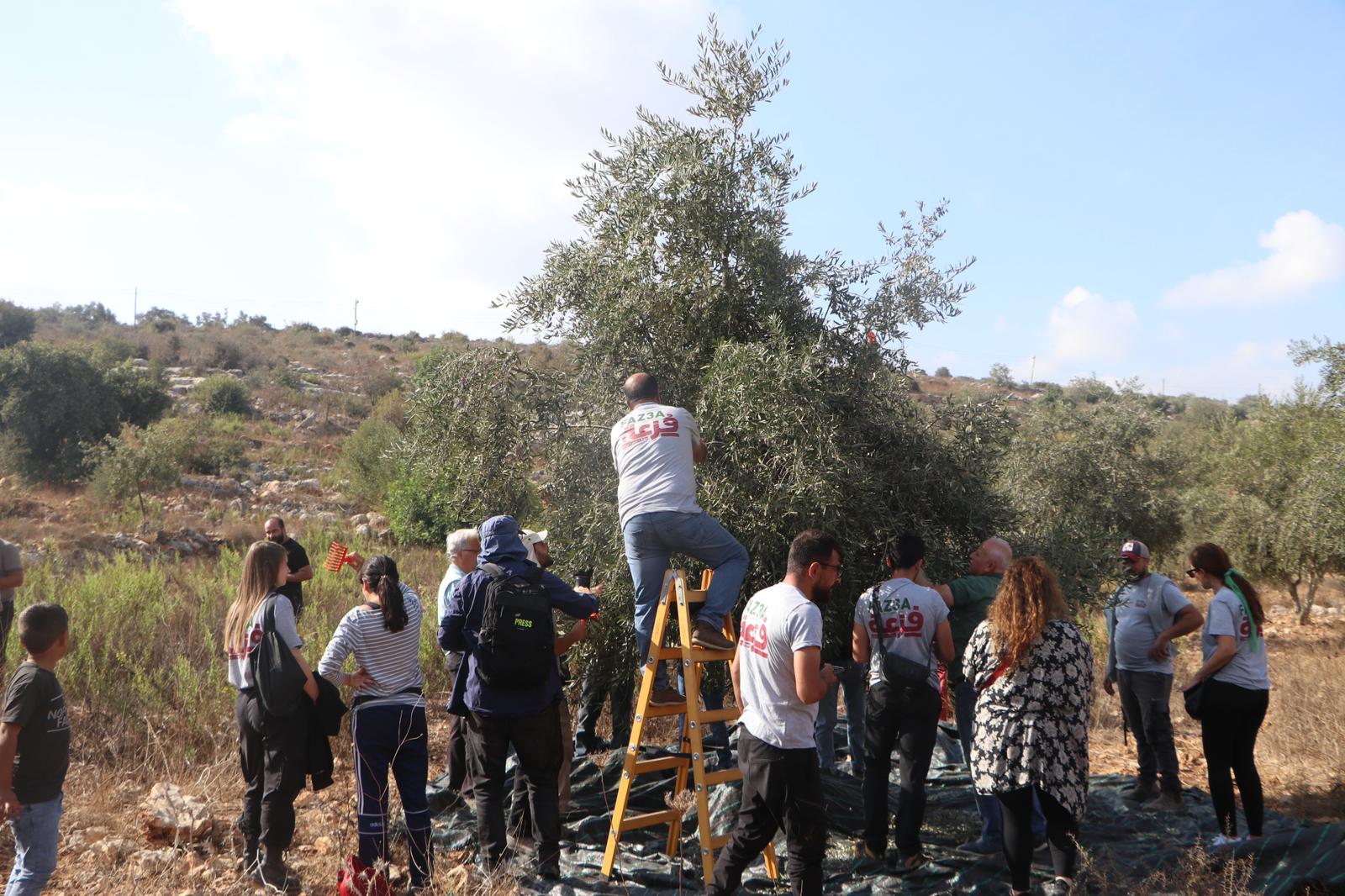 Youth groups help farmers pick olives