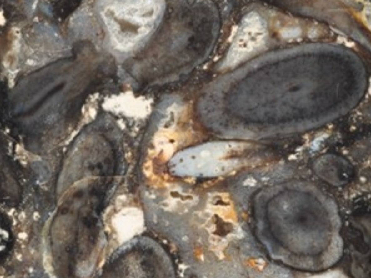 Known as the Rhynie Chert, the exquisitely detailed plants, spiders, fungi and other life were preserved by hot springs about 410 million years ago