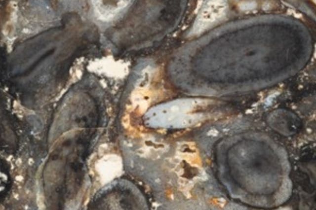 <p>Known as the Rhynie Chert, the exquisitely detailed plants, spiders, fungi and other life were preserved by hot springs about 410 million years ago</p>