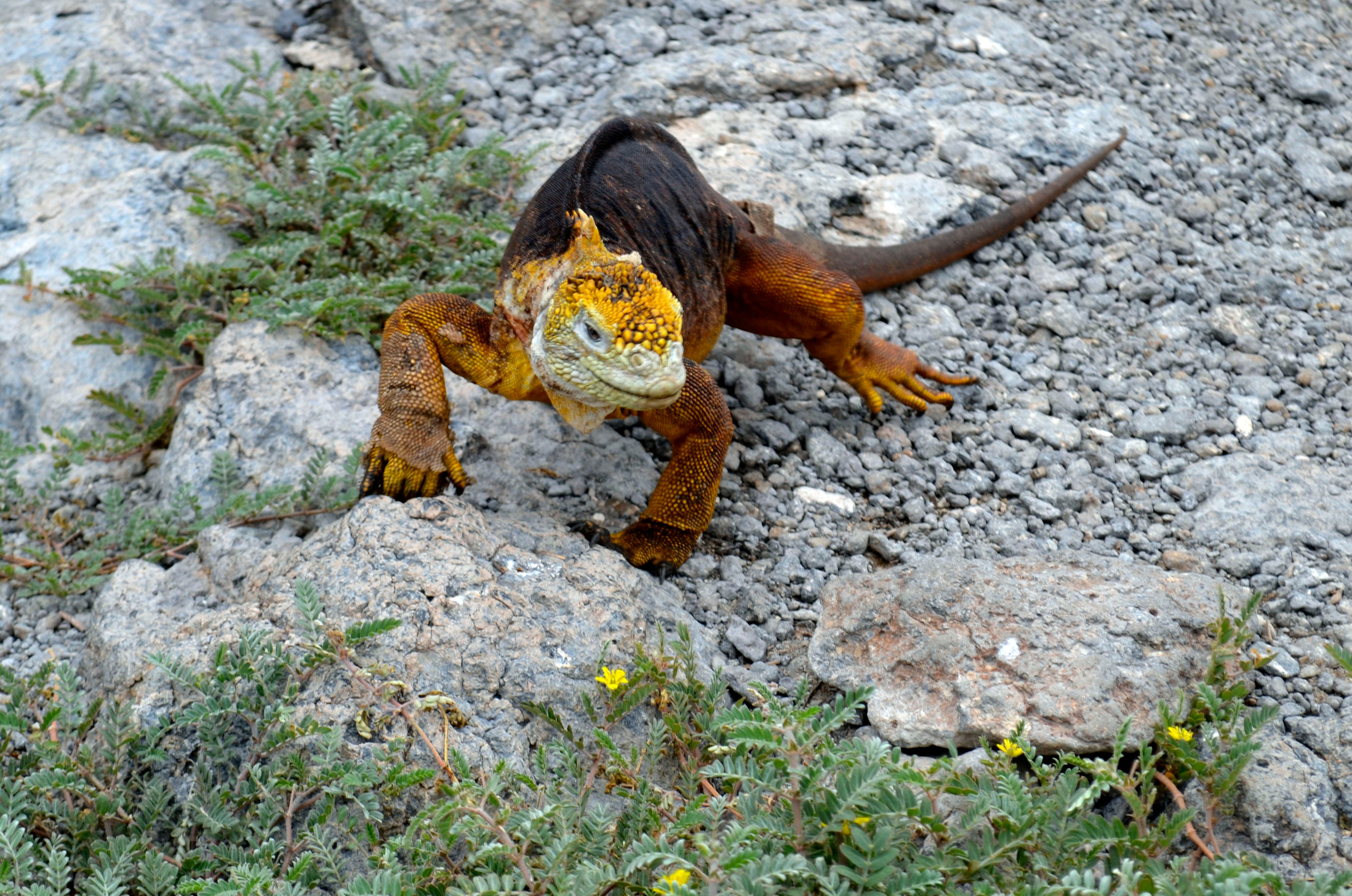 GALÁPAGOS-IGUANA AMARILLA