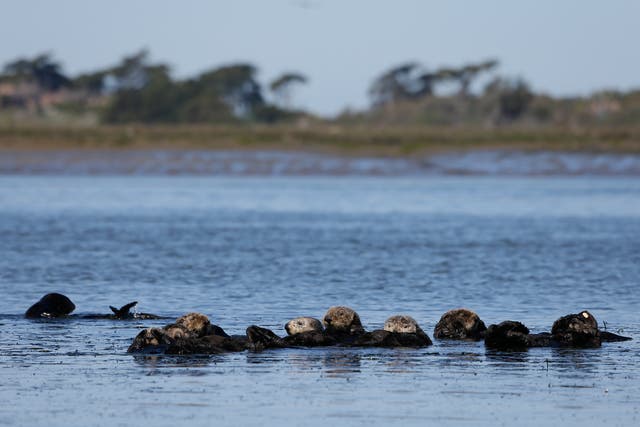 Sea Otters Reintroduction