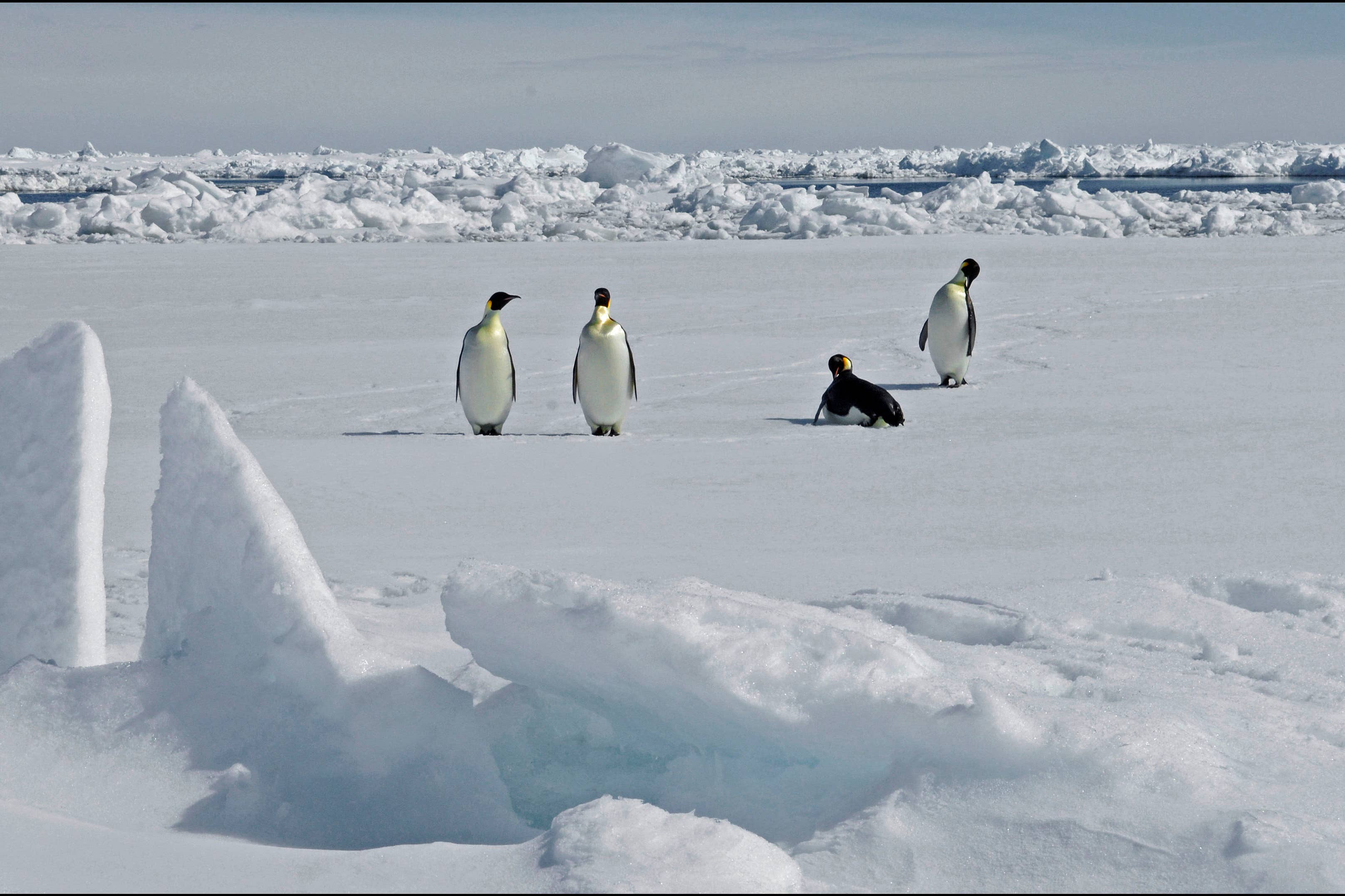 Adult emperor penguins on the ice (P Bucktrout/BAS/PA)