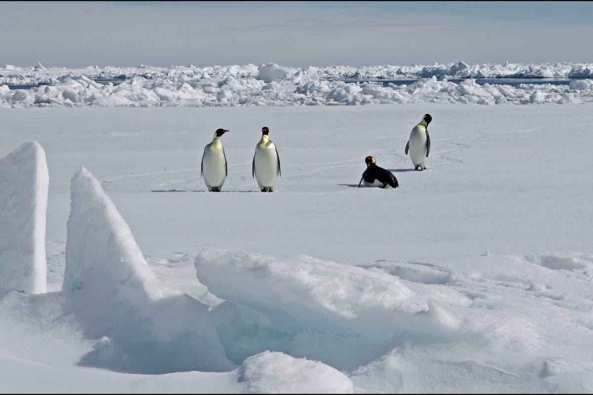 Где живут пингвины в Арктике или Антарктике